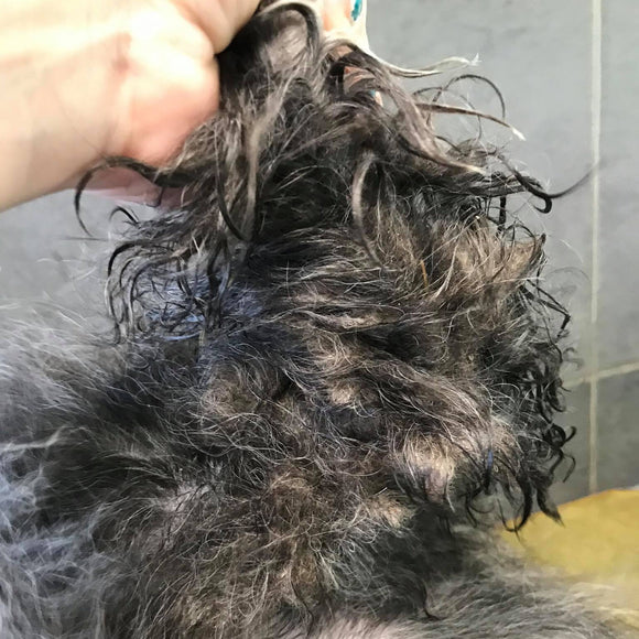 Show Tech+ Quick Fix Spray 500ml – Detangling and Conditioning Formula, Prevents Dirt Build-Up