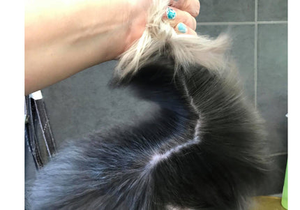 Show Tech+ Quick Fix Spray 500ml – Detangling and Conditioning Formula, Prevents Dirt Build-Up