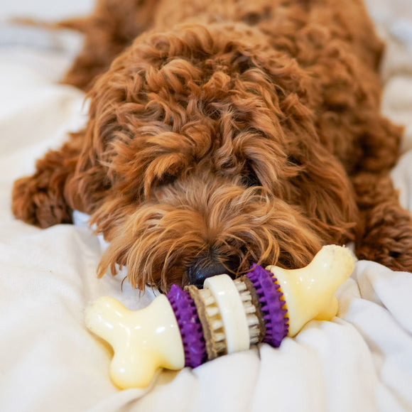 PetSafe Busy Buddy Bristle Bone Chew Toy – Small Size, Teeth Cleaning Design with Treat