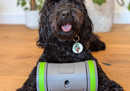 PetSafe Kibble Chase Roaming Treat Dispenser – Interactive Rolling Treat Toy, Engaging Play Design