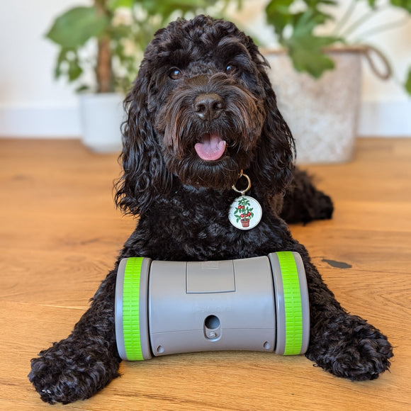 PetSafe Kibble Chase Roaming Treat Dispenser – Interactive Rolling Treat Toy, Engaging Play Design