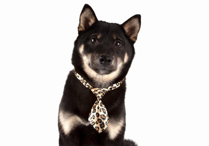 Show Tech Dog Tie Set – Stylish Decorative Accessories, 10 Piece Collection