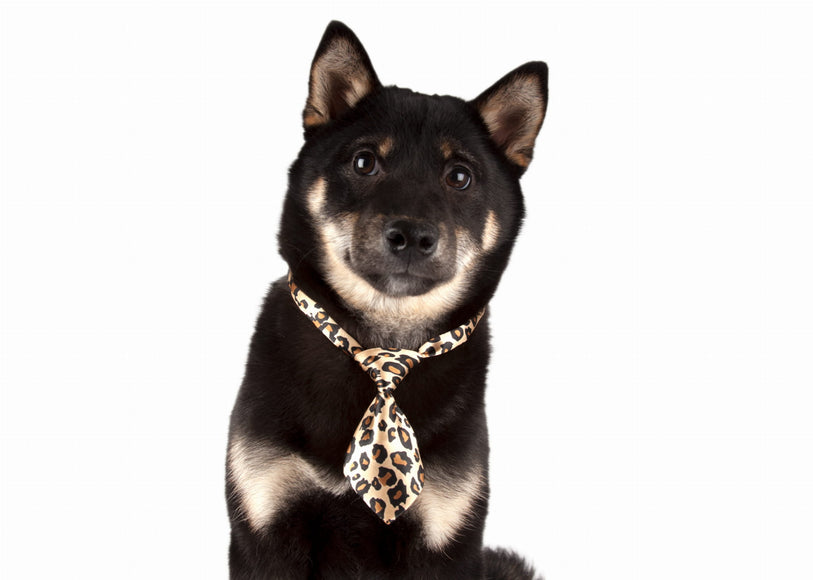 Show Tech Dog Tie Set – Stylish Decorative Accessories, 10 Piece Collection