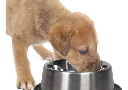 Flamingo Cooling Bowl 820ml – Insulated Pet Water Dish with Long-Lasting Chill Effect