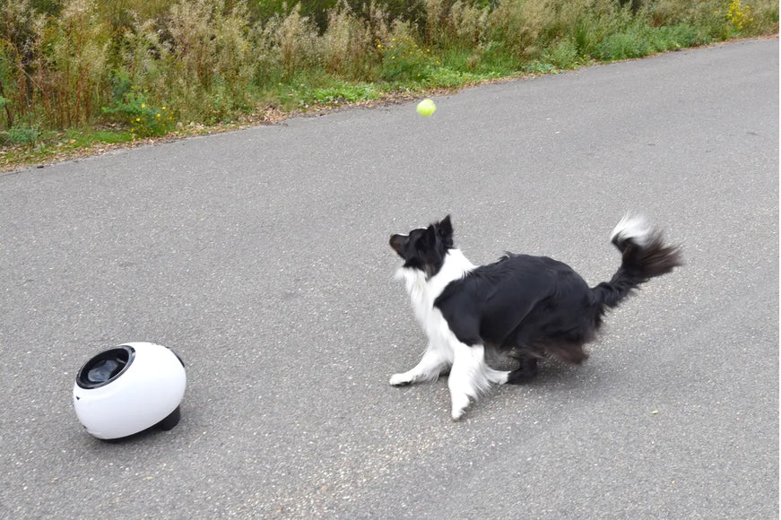 Flamingo Elton Ball and Treat Launcher – Automatic Interactive Play Device, Durable Design