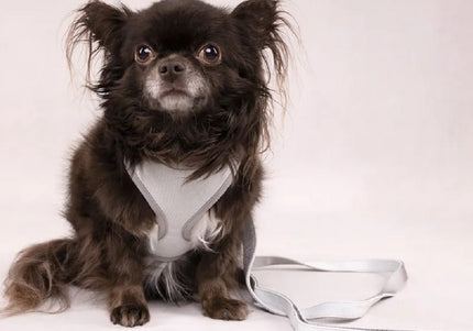 Flamingo Small Dog Leash Green – Durable Nylon, 1.5x120cm, Lightweight and Secure