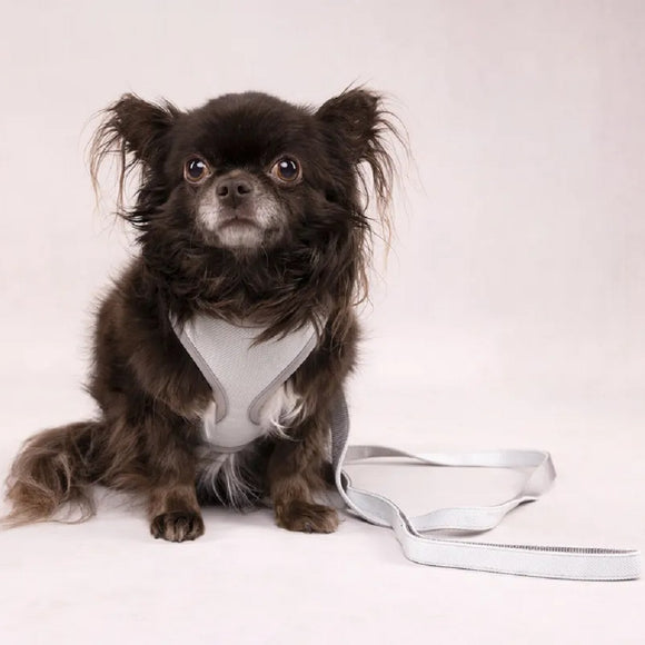 Flamingo Small Dog Leash Green – Durable Nylon, 1.5x120cm, Lightweight and Secure