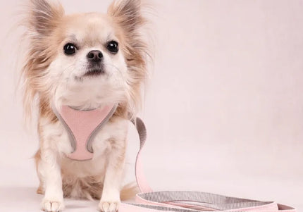 Flamingo Small Dog Leash Pink – Durable Nylon, 1.5x120cm, Lightweight and Comfortable