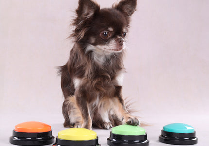 Flamingo Karao Audio Button – Interactive Dog Communication Toy, Durable Orange Design