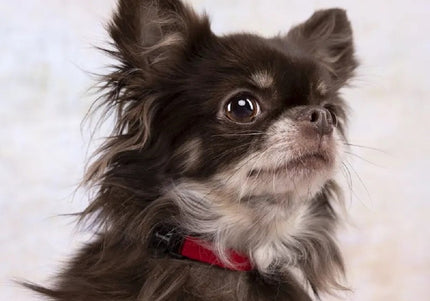 Flamingo Ziggi Small Nylon Collar 20-35cm – Adjustable, Lightweight, Beige Design