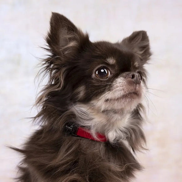 Flamingo Ziggi Small Nylon Collar 20-35cm – Adjustable, Lightweight, Beige Design