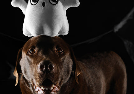 Dashi Halloween Plush Toy Boo – Soft Ghost Dog Stuffed Animal, Festive Collectible