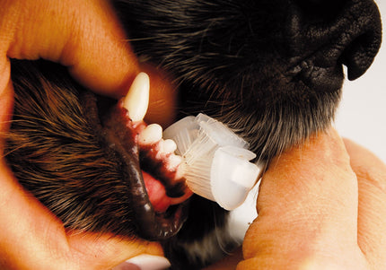 Show Tech Trio-Pet Toothbrush – Triple-Head Design, Effective Oral Hygiene Cleaning