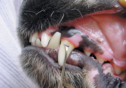 Show Tech Toothscaler Right – Precision Stainless Steel Dental Tool, Ergonomic Right-Handed Design