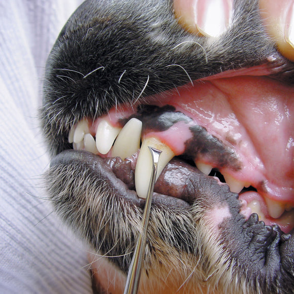 Show Tech Toothscaler Right – Precision Stainless Steel Dental Tool, Ergonomic Right-Handed Design