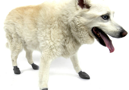 PAWZ Rubber Dog Boots – Black, Medium Size, 12 Pack, Durable Waterproof Protection