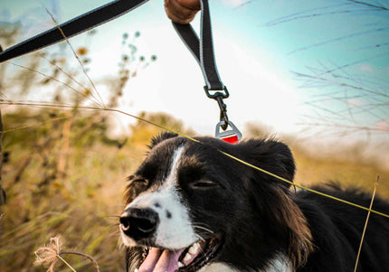 Kurgo Springback Leash 122cm – Shock-Absorbing Running Lead with Flexible Bungee Design