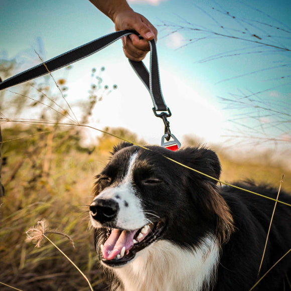 Kurgo Springback Leash 122cm – Shock-Absorbing Running Lead with Flexible Bungee Design