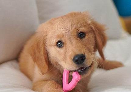 Nylabone Puppy Chicken Wishbone XS – Chicken Scented Chew Toy, Extra Small, Blue