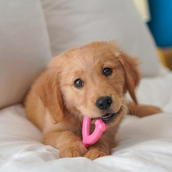 Nylabone Puppy Chicken Wishbone XS – Chicken Scented Chew Toy, Extra Small, Blue