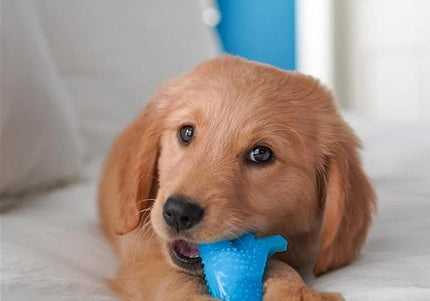 Nylabone Puppy Dino Chew – Small Flexible Chicken-Flavored Teething Toy