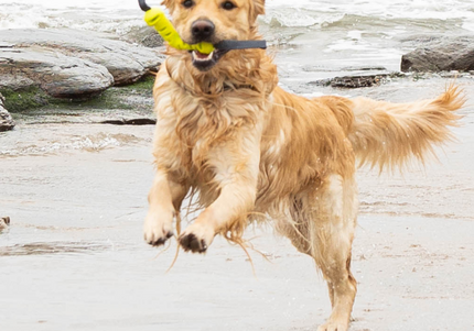 Nuzzle Puzzle Fling N Forage Dart 30cm Rubber Toy – Handles, Treat Dispensing, Interactive Play