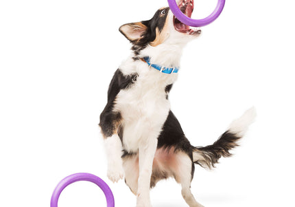 Puller Midi Training Rings 20cm – Durable Interactive Exercise Toy, 2 Piece Set