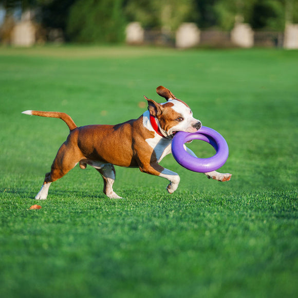 Puller Maxi 30cm Training Ring – Durable Interactive Exercise Toy, Single Piece