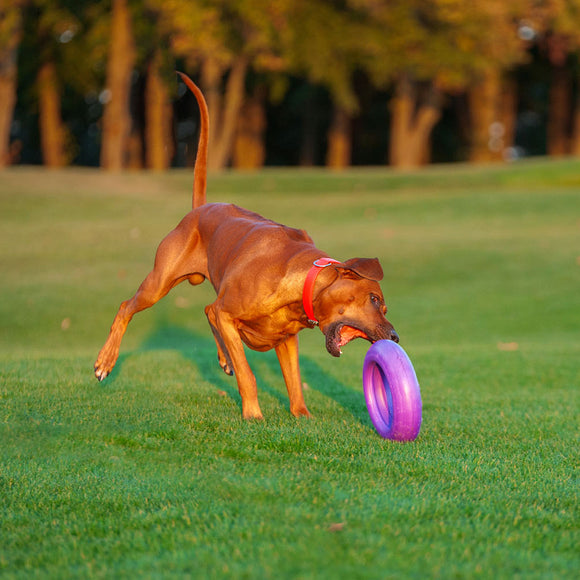 Puller Maxi 30cm Training Ring – Durable Interactive Exercise Toy, Single Piece