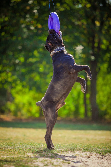 Puller Maxi 30cm Training Ring – Durable Interactive Exercise Toy, Single Piece