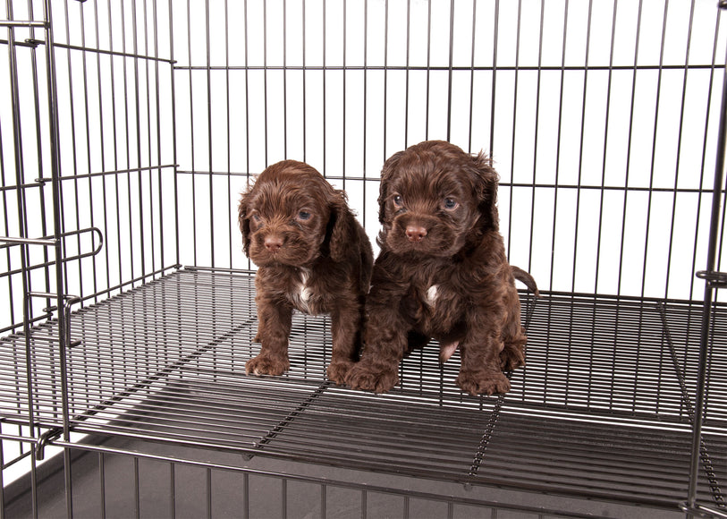 Show Tech Puppy Play Pen Medium 92x92x81cm – Adjustable Double-Bottom Cage, Secure and Spacious Design