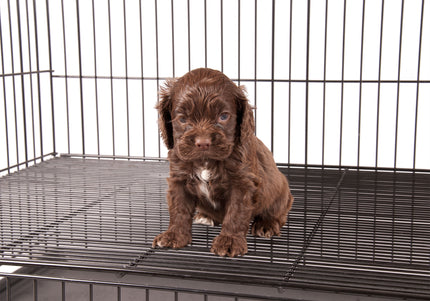 Show Tech Puppy Play Pen Medium 92x92x81cm – Adjustable Double-Bottom Cage, Secure and Spacious Design