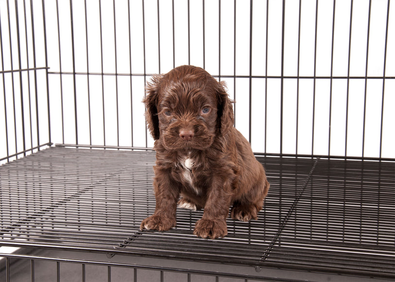 Show Tech Puppy Play Pen Medium 92x92x81cm – Adjustable Double-Bottom Cage, Secure and Spacious Design