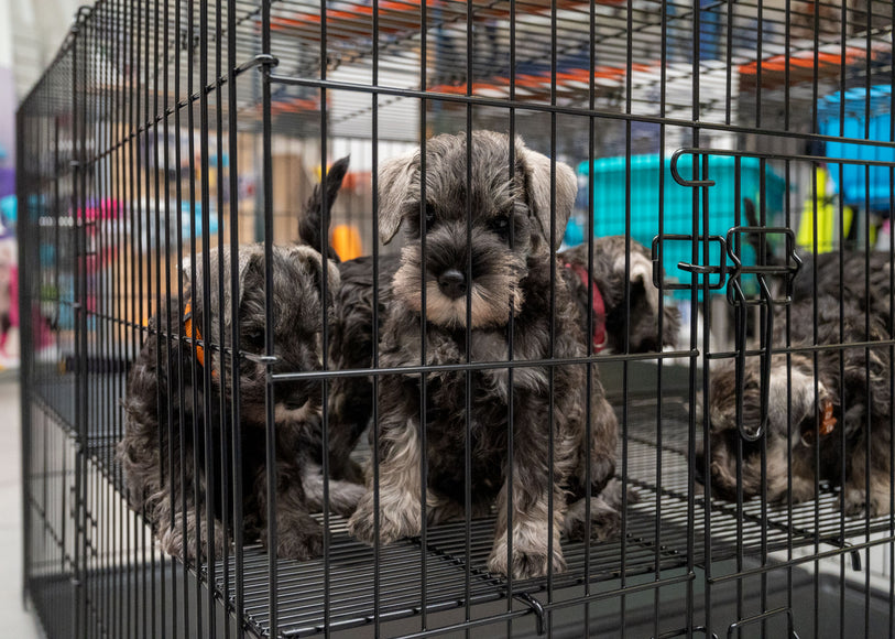 Show Tech Puppy Play Pen Large 122x122x81cm – Adjustable Double-Bottom Cage, Spacious Secure Design