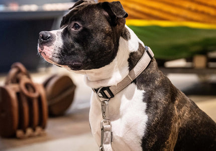 Max&Molly GOTCHA! Smart ID Matrix 2.0 Collar – Sand Beige, Medium, QR Tag Security