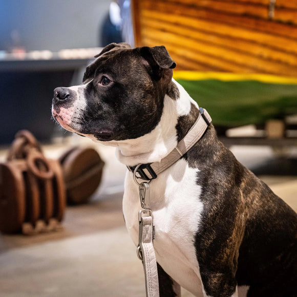 Max&Molly GOTCHA! Smart ID Matrix 2.0 Collar – Sand Beige, Medium, QR Tag Security