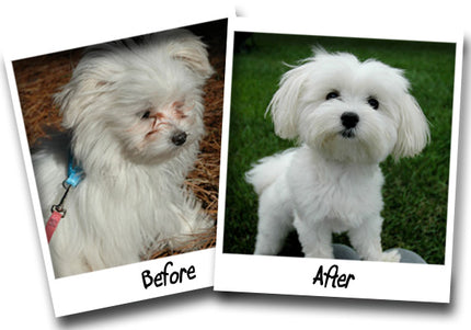 Bio-Groom Stain Free 20g – Gentle Eye Area Stain Remover, Fast-Acting Powder Formula