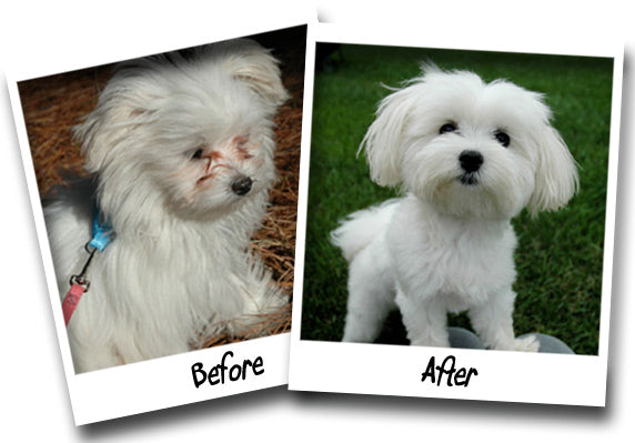 Bio-Groom Stain Free 20g – Gentle Eye Area Stain Remover, Fast-Acting Powder Formula