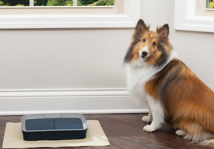 PetSafe Digital 2 Meal Feeder – Dual-Chamber Food Dispenser with LCD Display, Timed Meals