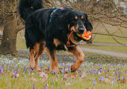 Max&Molly Otto The Dino Plush Toy – Multifunctional Dinosaur with Squeaker, 29cm