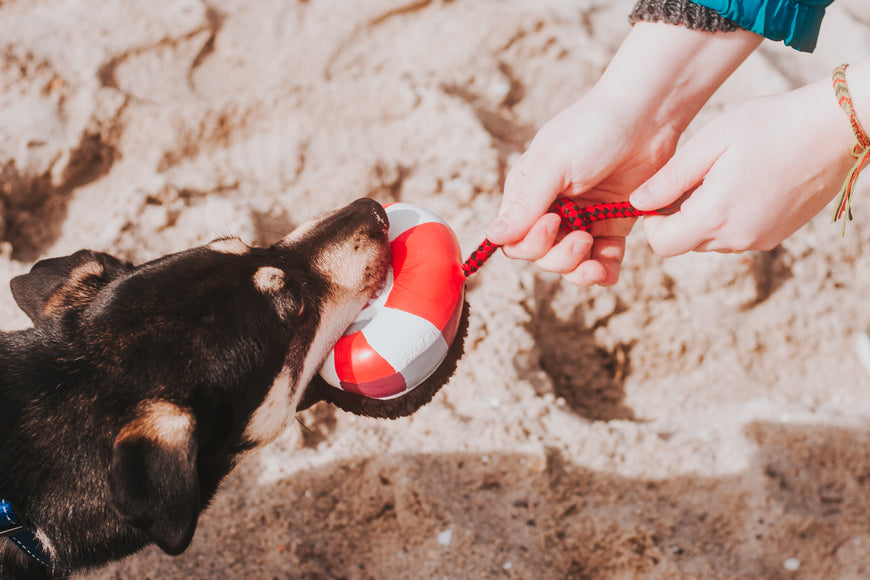 Max&Molly Frenzy The Shark Plush Toy – Multifunctional Squeaker, 33cm Durable Design