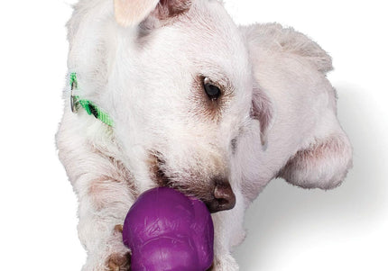 PetSafe Busy Buddy Squirrel Dude – Durable Dog Treat Chew Toy, Small Size, Engaging Design