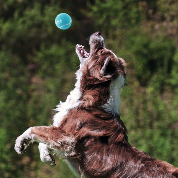 Outward Hound Squeaker Balls – Medium Tennis Ball Set, 4 Pack, Durable and Fun