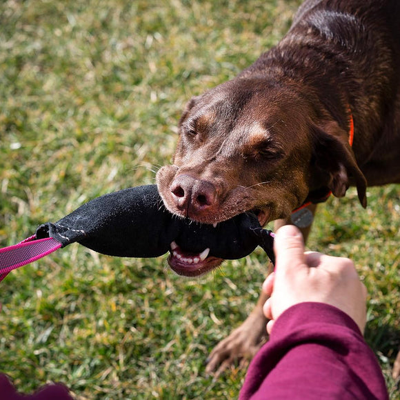 Julius-K9 Leather Tug Toy – Durable 25cm Training Aid with Dual Handles