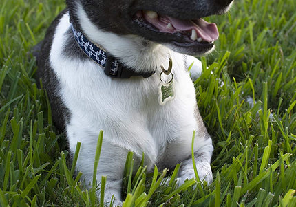 Dexas Off-Leash Tumbler Fetch Toy – Durable Interactive Ball with Carabiner Clip Attachment