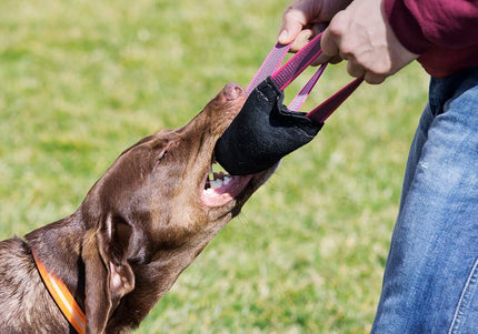 Julius-K9 Leather Tug Toy – Durable 25cm Training Aid with Dual Handles