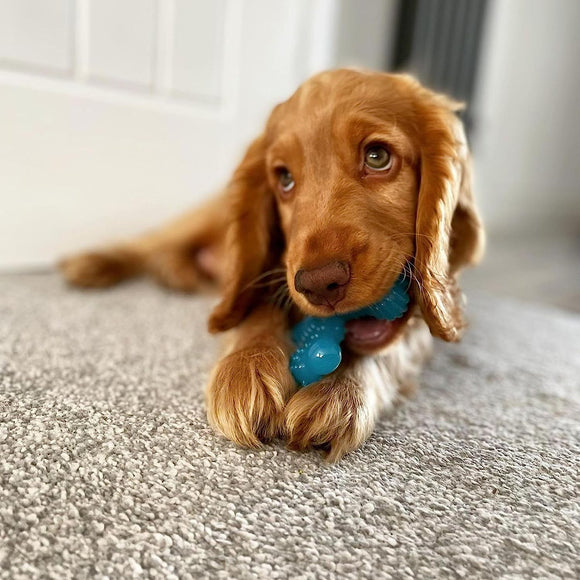 Nylabone Puppy X Shaped Chew XS – Small Flexible Beef-Flavored Teething Aid