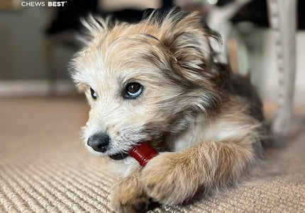 Nylabone Power Chew Basted Blast Bone XS – Hard Dual-Flavor Bacon and Steak Chew Set, 2 Pack