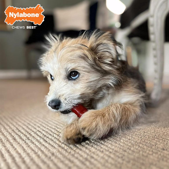 Nylabone Power Chew Basted Blast Bone XS – Hard Dual-Flavor Bacon and Steak Chew Set, 2 Pack