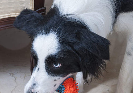 Chuckit! Indoor Roller 12cm – Soft Quiet Dog Toy with Gentle Bounce Design